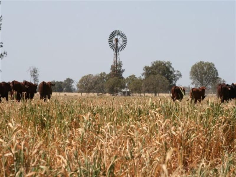The Gums QLD 4406