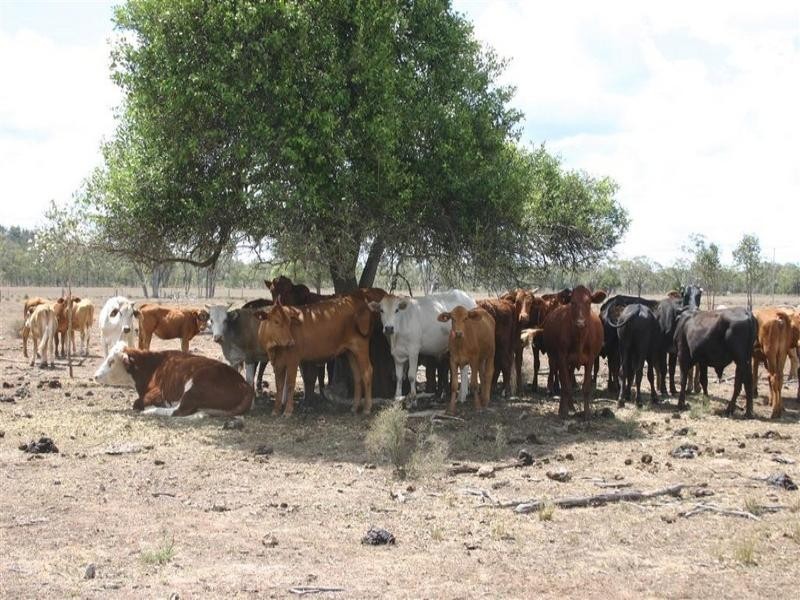 Cecil Plains QLD 4407