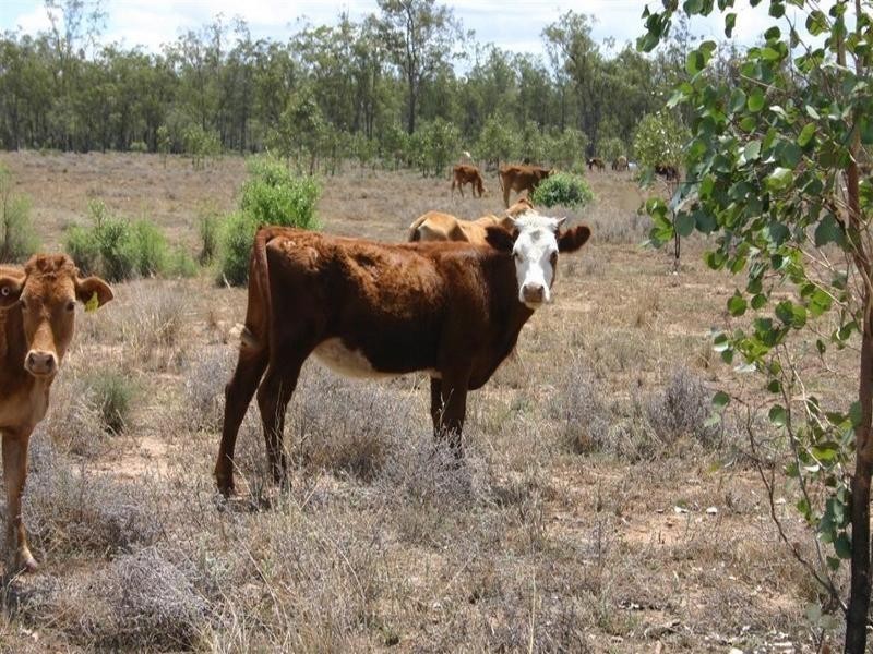 Cecil Plains QLD 4407