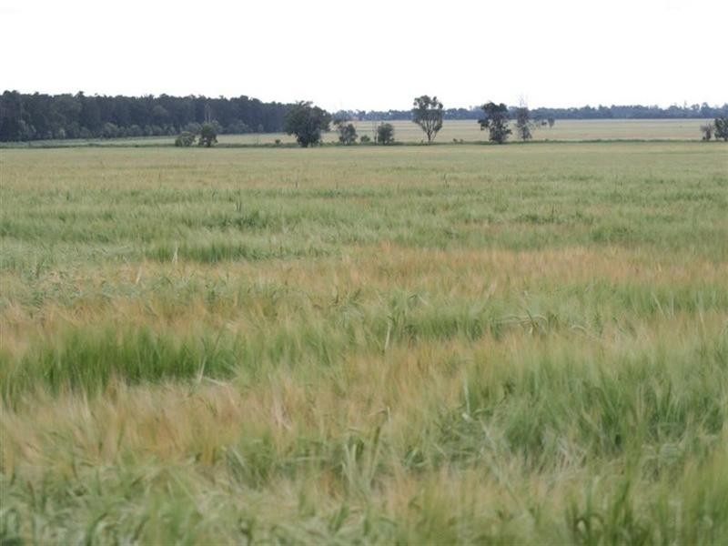 Condamine QLD 4416