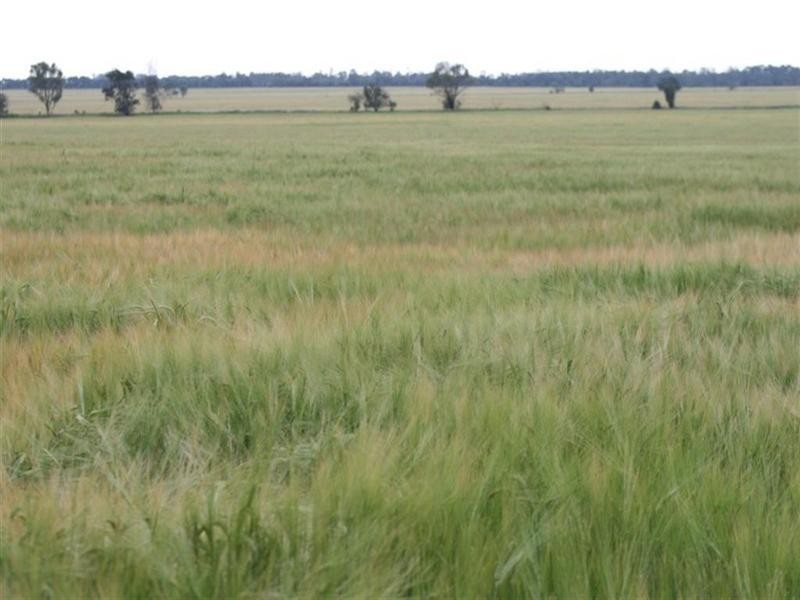 Condamine QLD 4416
