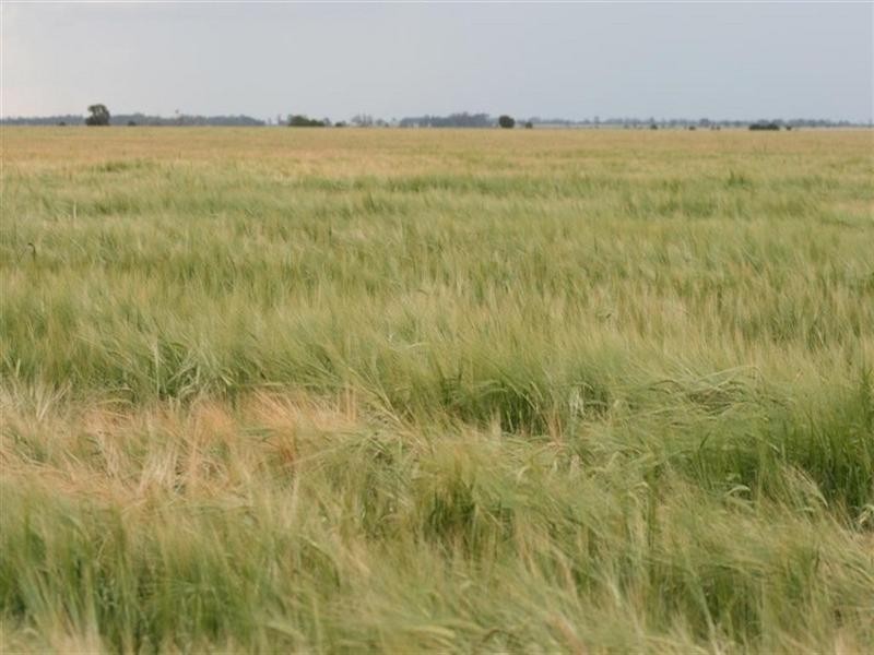 Condamine QLD 4416