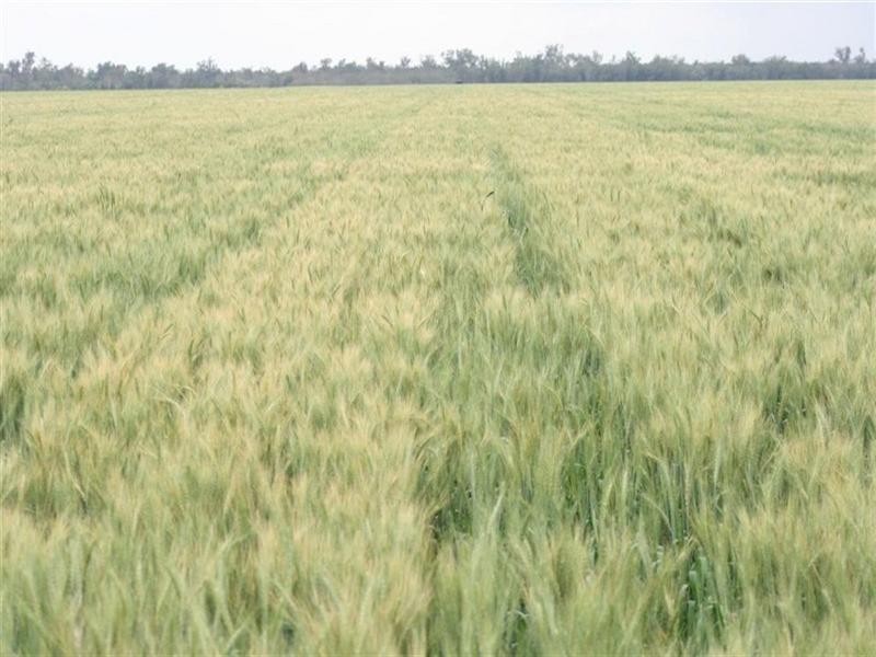 Condamine QLD 4416