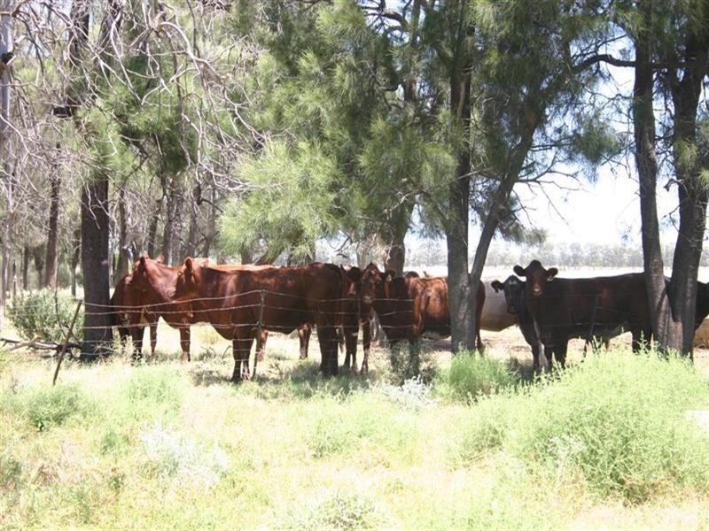 Meandarra QLD 4422