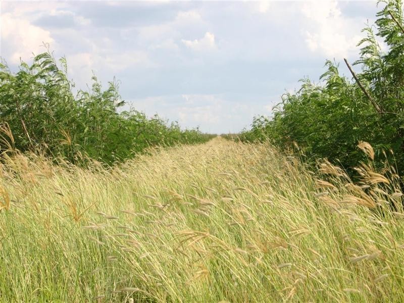 . ALLAWAH and LINGI, Chinchilla QLD 4413