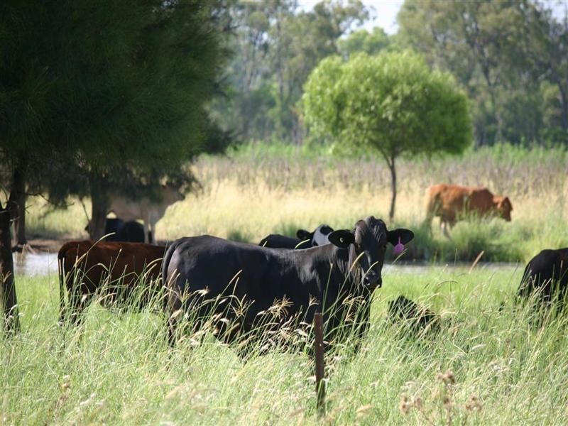 . ALLAWAH and LINGI, Chinchilla QLD 4413