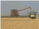 Condamine QLD 4416