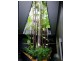 22/84 McLachlan Avenue, Rushcutters Bay NSW 2011