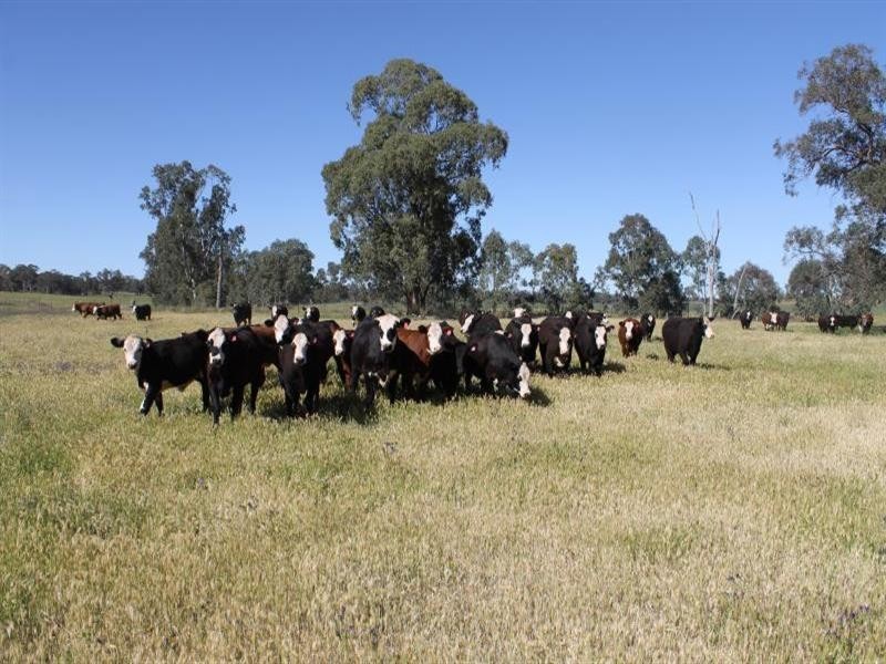 239R Obley Road, Dubbo NSW 2830