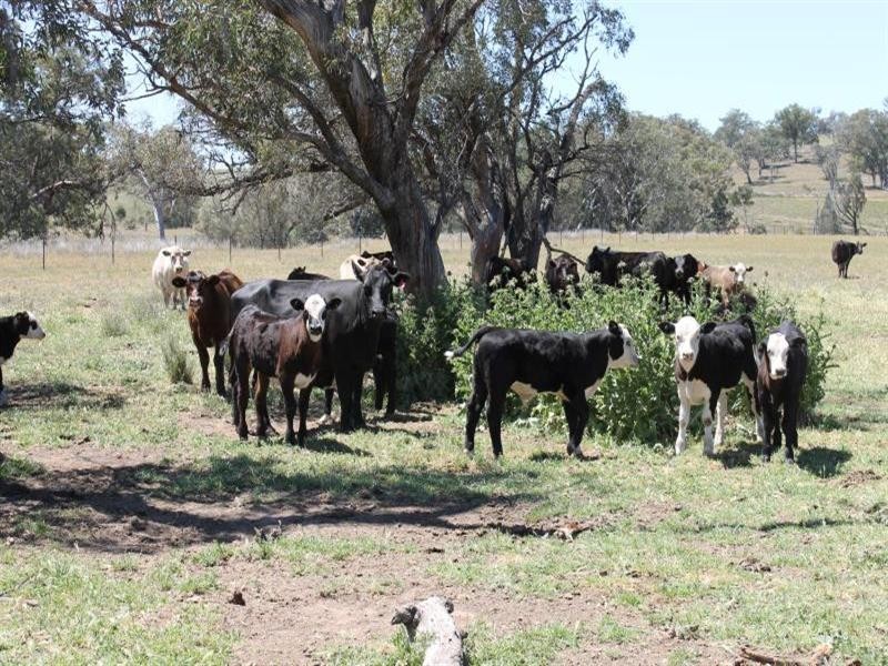 239R Obley Road, Dubbo NSW 2830