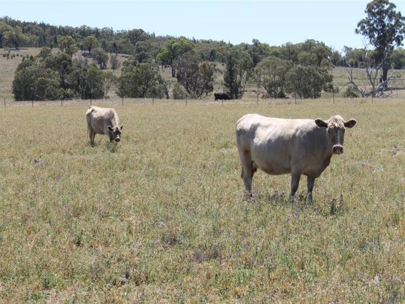 239R Obley Road, Dubbo NSW 2830