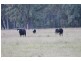 150R Mogriguy Forest Road, Dubbo NSW 2830