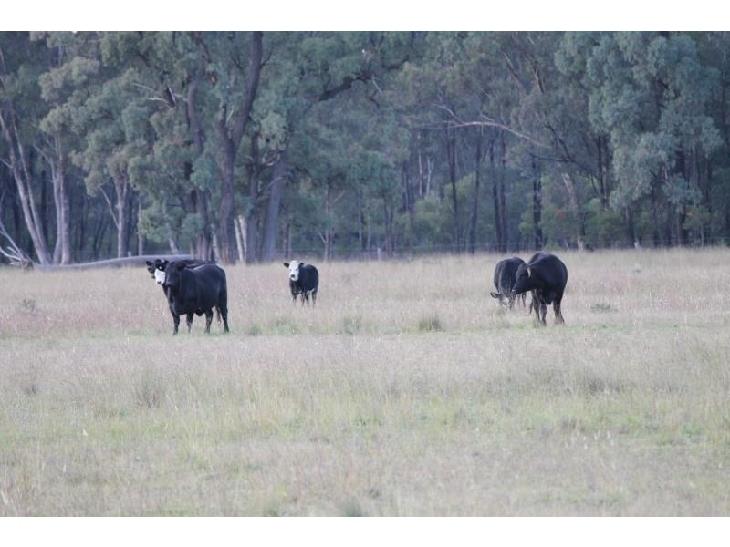150R Mogriguy Forest Road, Dubbo NSW 2830