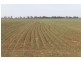 ‘Tereweenah’ Mitchell Highway, Trangie NSW 2823