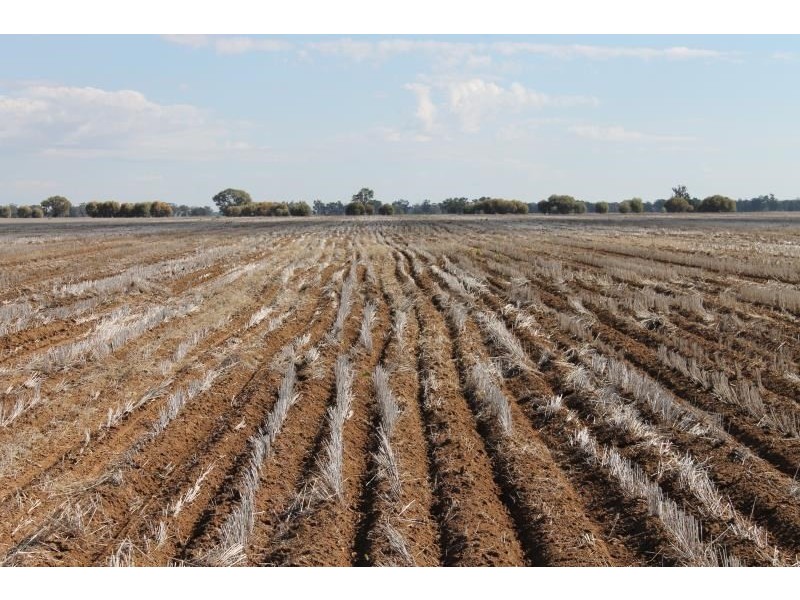 ‘Tereweenah’ Mitchell Highway, Trangie NSW 2823