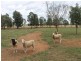 256 Craigie Lea Lane, Narromine NSW 2821