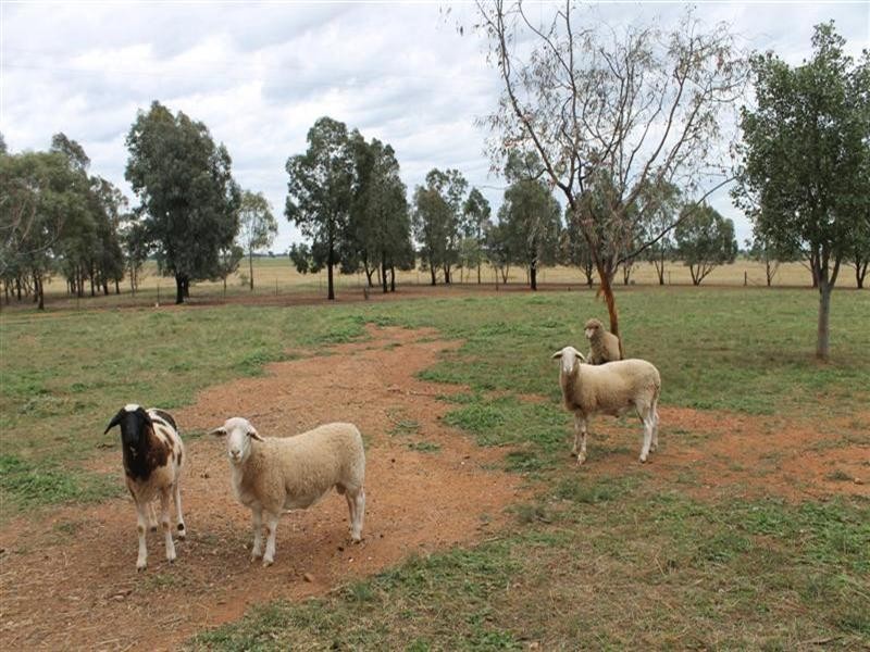 256 Craigie Lea Lane, Narromine NSW 2821