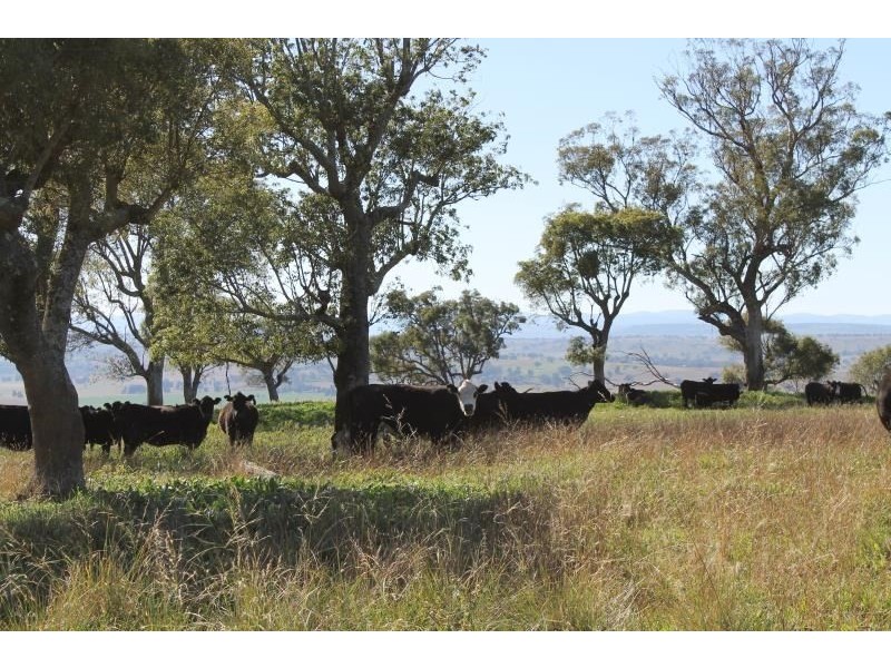 ‘Kensington’ Moorefield Road, Dunedoo NSW 2844