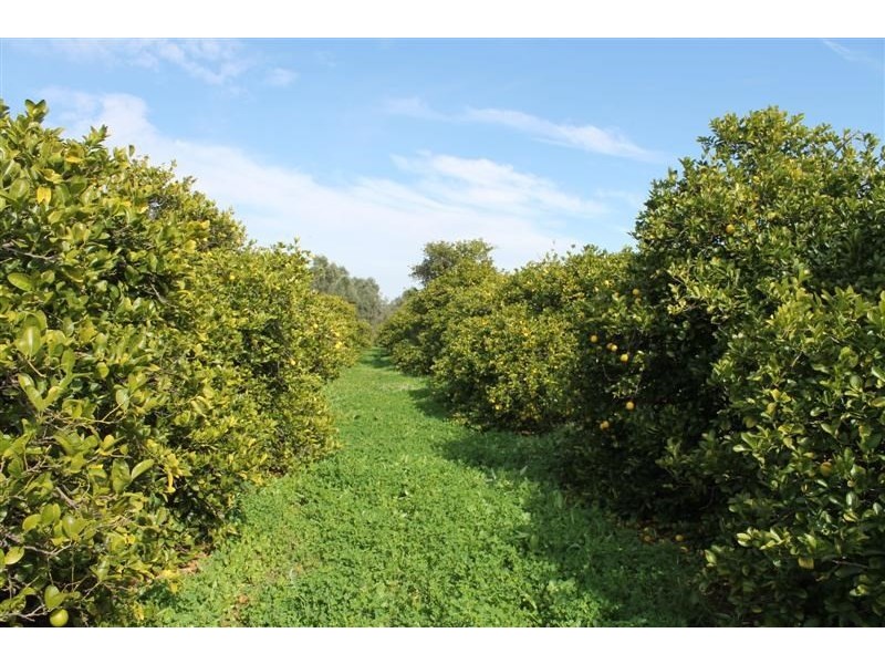 ‘Lime Grove’ 4606 Mitchell Highway, Narromine NSW 2821