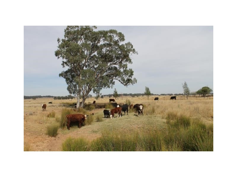 “Cloonawillin” 17R Duffy’s Lane, Dubbo NSW 2830