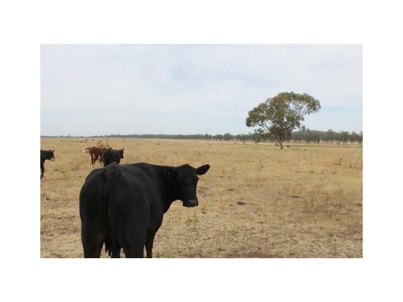 “Cloonawillin” 17R Duffy’s Lane, Dubbo NSW 2830