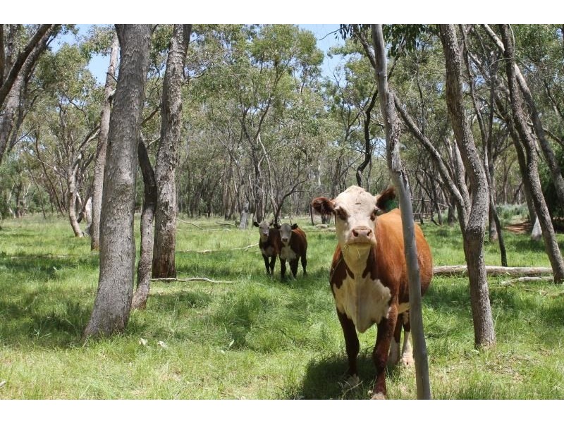 ‘Booroomugga Station’, Cobar NSW 2835