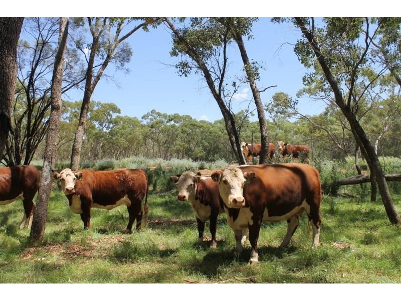 ‘Booroomugga Station’, Cobar NSW 2835