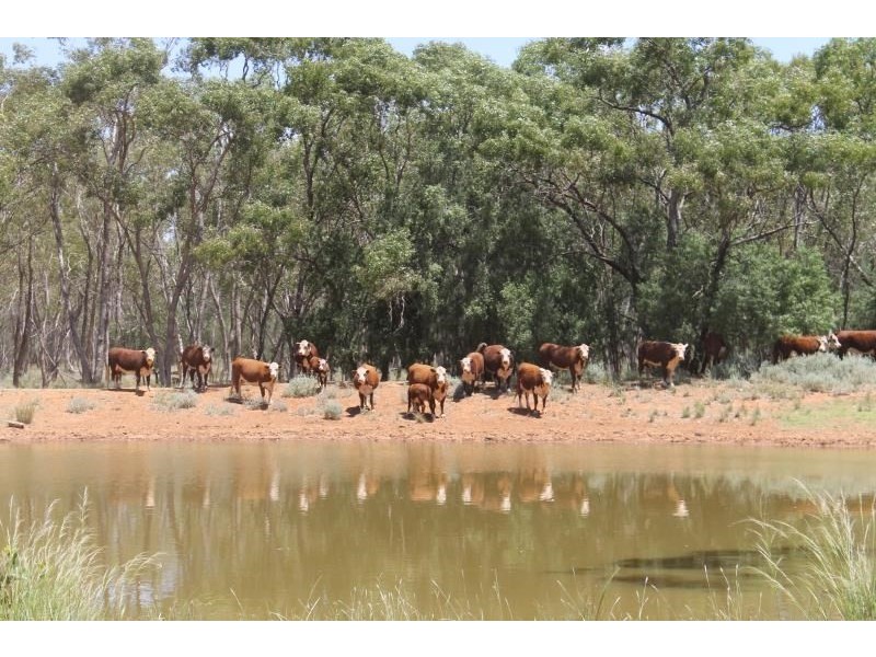 ‘Booroomugga Station’, Cobar NSW 2835