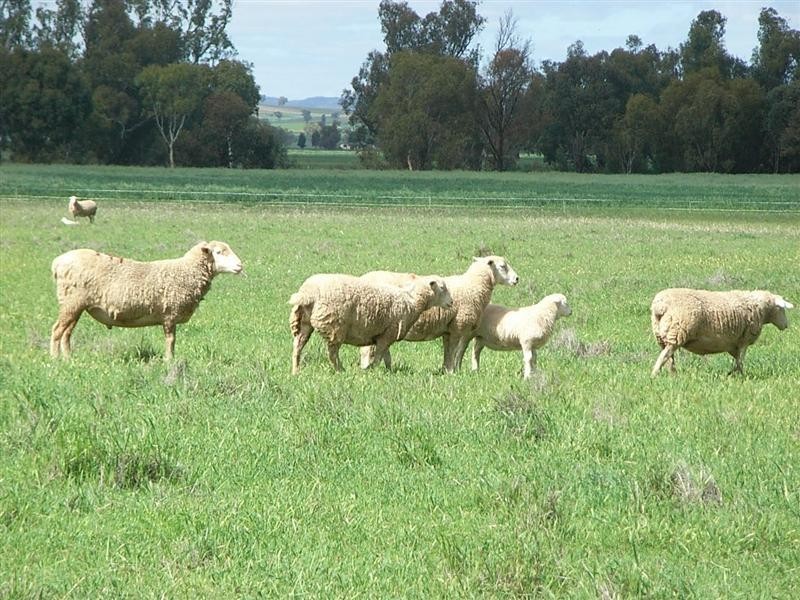 20R Woodstock Road, Dubbo NSW 2830