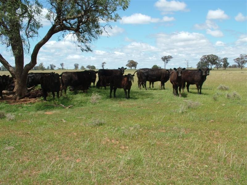 “Bindara” Burraway Road, Narromine NSW 2821