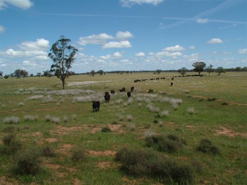 “Bindara” Burraway Road, Narromine NSW 2821