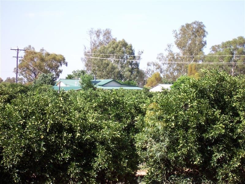 “Green Gin Gin, Trangie NSW 2823