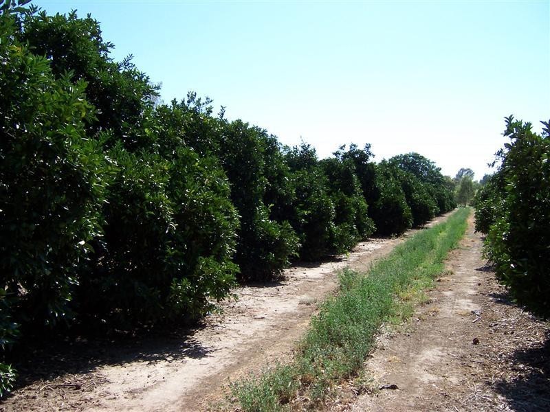 “Green Gin Gin, Trangie NSW 2823