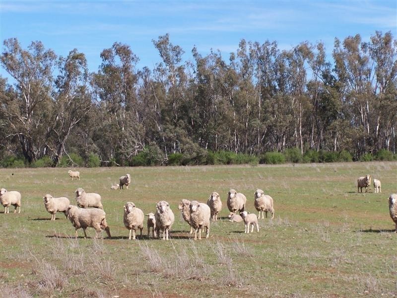 “KOLONGA” TEROWIE Road, Narromine NSW 2821