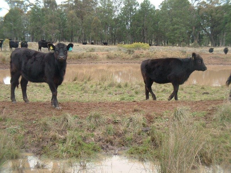 Lot 11 Old Mill Road, Eumungerie NSW 2831