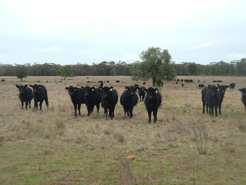 Lot 11 Old Mill Road, Eumungerie NSW 2831