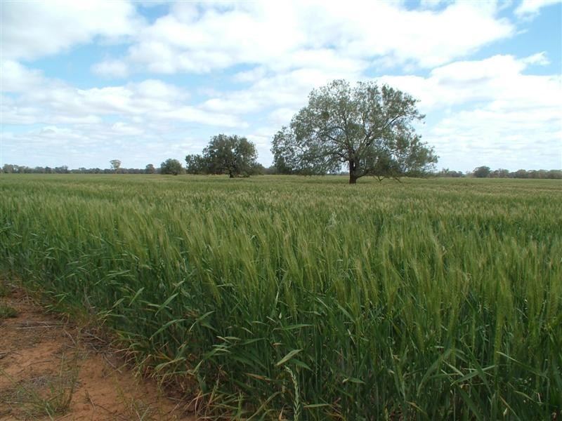 “Limavady” Wattlebank Lane, Tullamore NSW 2874