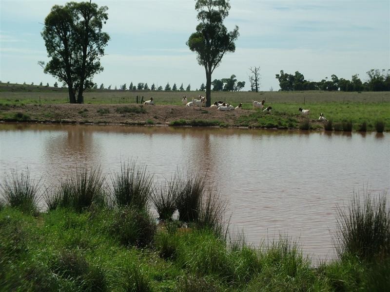 “Caledonia” Caledonia Road, Eumungerie NSW 2831