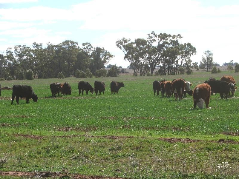 ‘Mogal Plain’, Tottenham NSW 2873