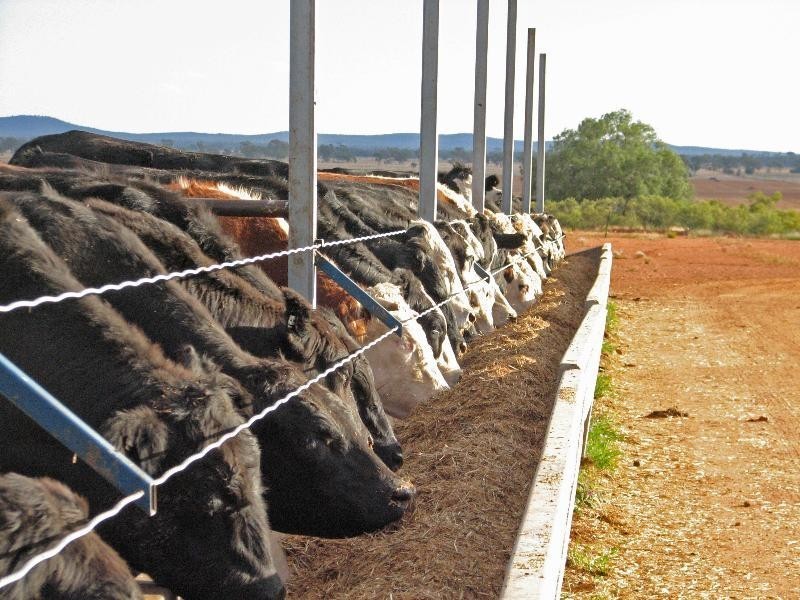 - ‘Mogal Plain’, Tottenham NSW 2873