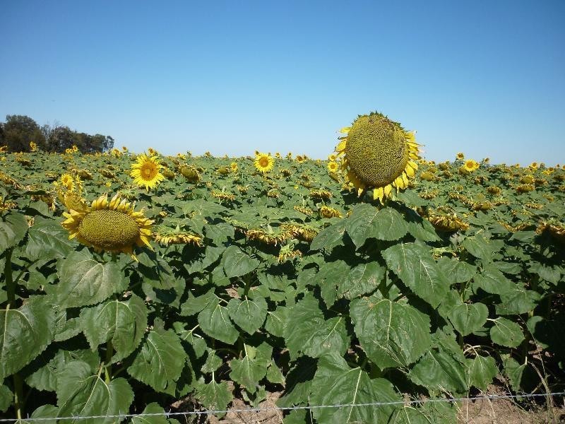 ‘Maranoa’ Merrinong Road, Collie NSW 2827