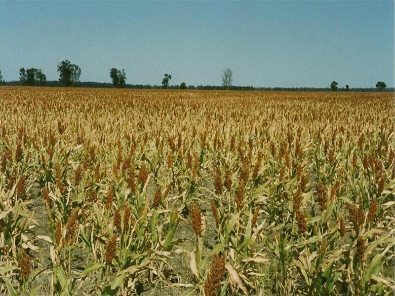 ‘Maranoa’ Merrinong Road, Collie NSW 2827