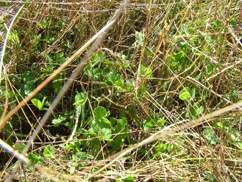 ‘TILPAROO’ OBLEY ROAD, TOONGI, Dubbo NSW 2830