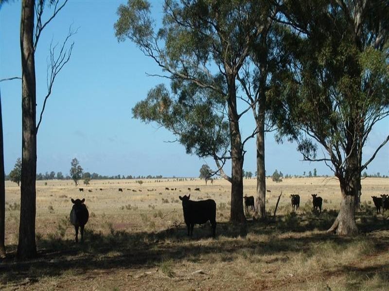 Eumungerie NSW 2831