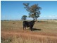 Eumungerie NSW 2831