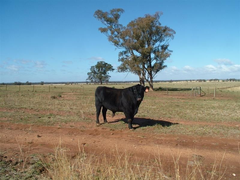Eumungerie NSW 2831
