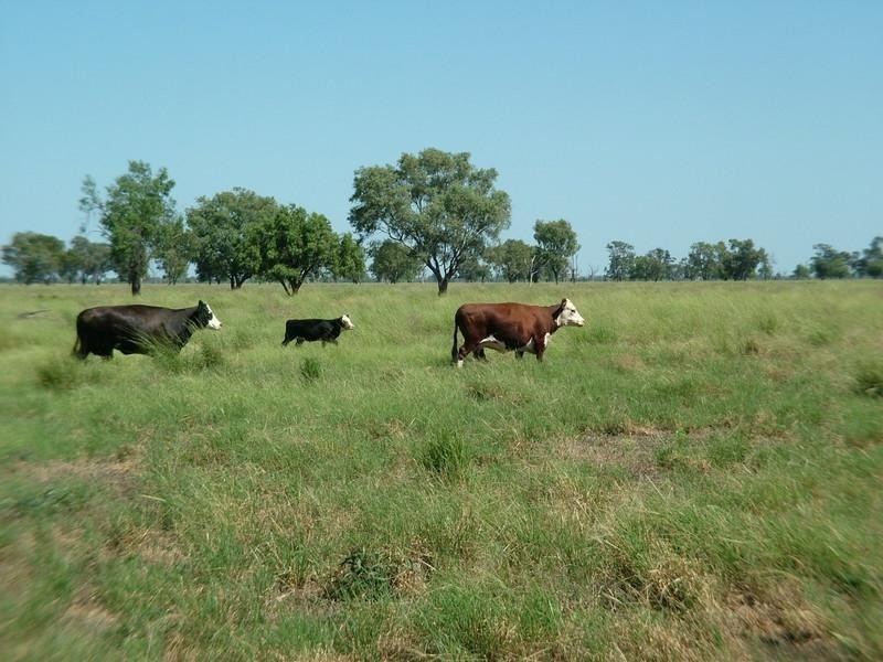 ‘Yallakool’ Wingadee Road, Coonamble NSW 2829