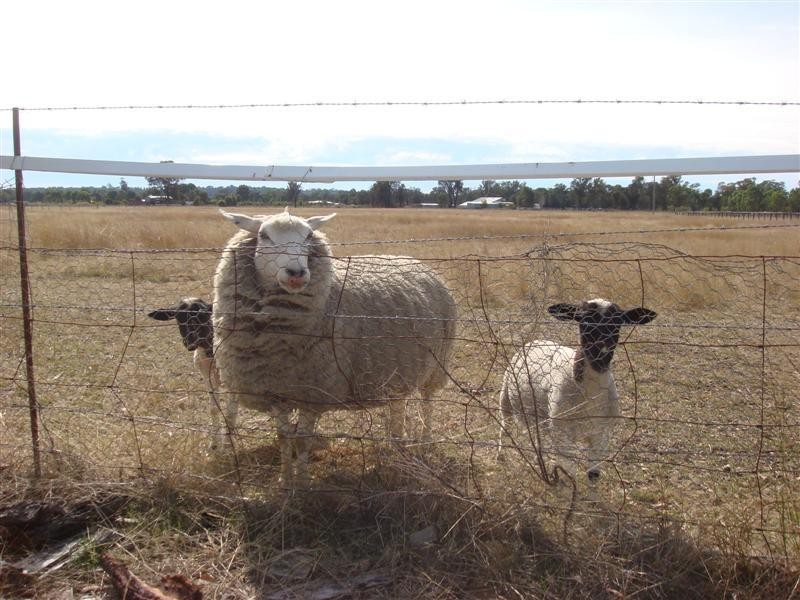 Lot 22 Lawnside Drive, Mendooran NSW 2842