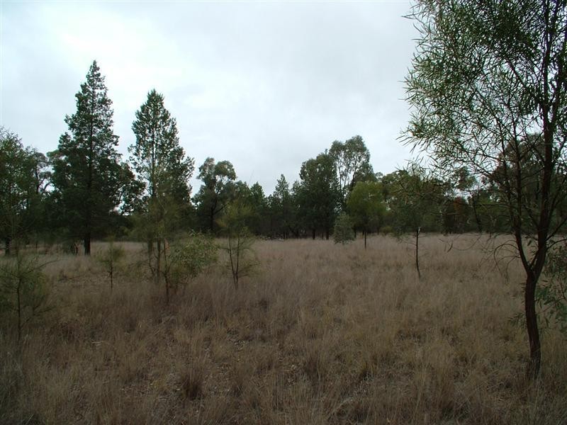 ‘Bungawitta’ Momo Road, Tomingley NSW 2869