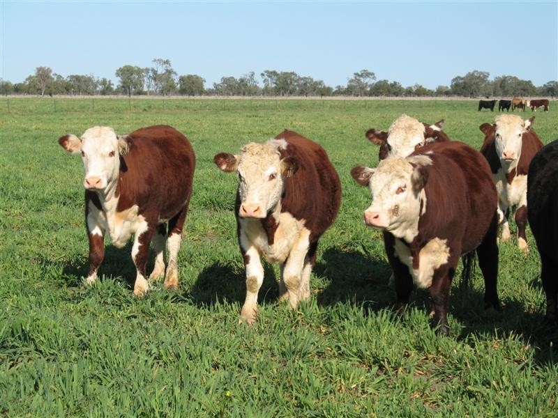 Come By Chance NSW 2832